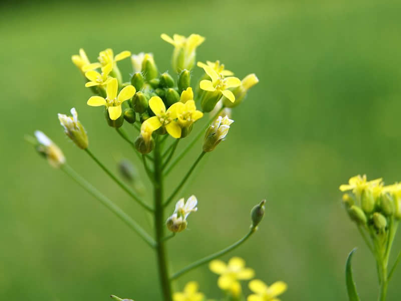 什麼是薺藍籽油Camelina Oil